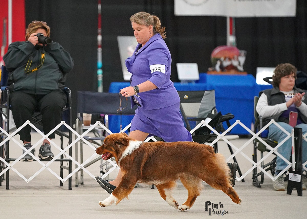 Dog Show Image from the United States Australian Shepherd Assoc. (USASA) National Specialty: Conformation, Dog Agility, Dog Obedience or Rally, Herding, Dock Diving, Portrait or Candid