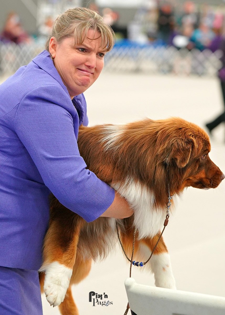 Dog Show Image from the United States Australian Shepherd Assoc. (USASA) National Specialty: Conformation, Dog Agility, Dog Obedience or Rally, Herding, Dock Diving, Portrait or Candid
